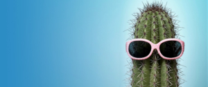 Cactus wearing sunglasses