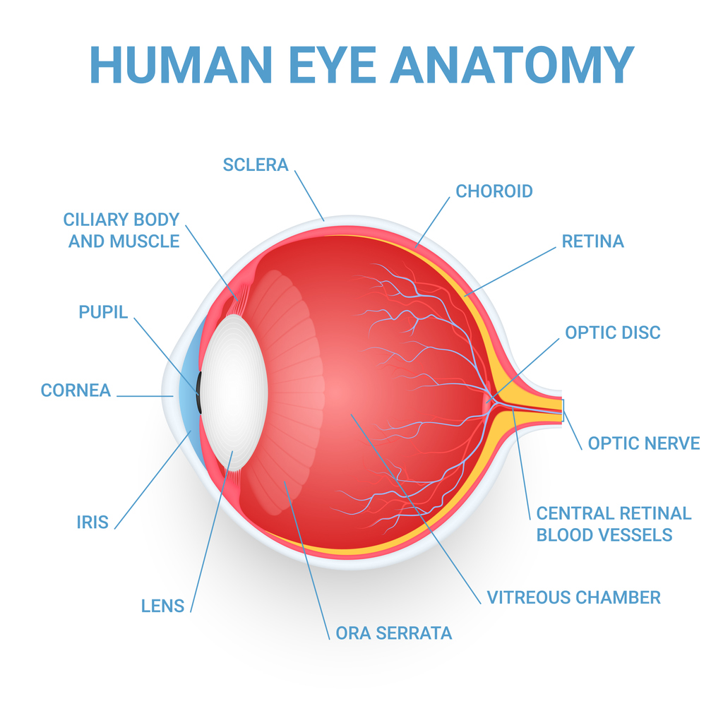 Human eye anatomy medical education infographic scheme 3d poster design template vector illustration. Ophthalmology optic eyeball organ physiology structure diagram with nerves retina iris lens pupil